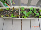 3 week self-watering greens box. Biggest to right are komatsuna, rest assorted lettuces.