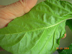 Sprayed it with insecticide just to be on the safe side, but really don't know what this is.