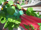Little Caesar and Roman Emperor romaines delicious (picking leaves). Bloomsdale longstanding spinach germinated (can't see).