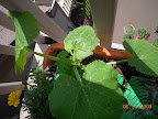 4 week magda squash has buds, growing nicely