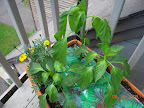 9 week banana and mariachi, 7 week carmen pepper. No idea why they look wilted, the soil is moist, warm today, few bugs on them. Tiny buds on the older two.