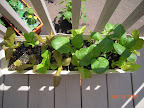 4 week lettuce box + komatsuna (the biggest greenest).