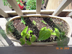Herbs. Dill doing well, basil and oregano not, pineapple sage cuttings (2 new, 1 planted last week) (they look like mint).