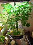 11 week peppers - leaves look better, flowers, still no fruit sticking.