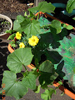 6/2 week cucumbers, some radishes alongsides.