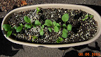 3 weeks - 2nd lettuce/etc. box, but no lettuce germinated. Have toy choi, spinach, radishes. Reseeded lettuce - still not much. Lot of algae.
