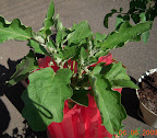14 week twinkle eggplant, flowering, lots of buds. Igloo probably off tomorrow. Very buggy...