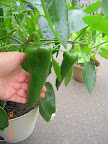 22 week carmen pepper - 2 of its bigger fruits (waiting to turn red)