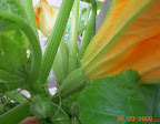 7 week magda squash - those sure look like they set fruit, but no male flowers open? The fruits are about 3&ldquo; long.