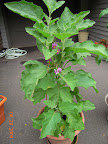 16 week twinkle eggplant, 5 flowers open today, no fruit set. Aphid infested.