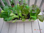 Lettuce/komatsuna pot. Harvest mode. Pretty buggy.