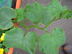 7 week tendergreen cuke, has female buds, no flowers open yet. Needs trellis...