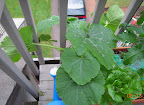 6 week magda squash. I hope that isn't powdery mildew... Leaves look very healthy, though. Has male and female (over an inch!) buds, none open yet.