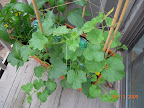 11/7/4 week cantaloupes, 4 week at back not getting much light. Two have male flowers, trying to train upwards.