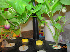 28/15 week eggplants - younger plant's fruit very pale. Big harvest (6) + replaced nutes with 6.0 pH rainwater brew tonight.