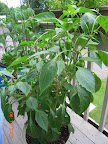 21 week carmen pepper finally living outdoors. Gobs of little peppers, 2 big ones. May move this to driveway...