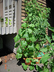10 week Japanese and tendergreen cukes (8 week pearl in back not visible). Nearing first harvest.