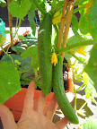 10 week Japanese cukes - may eat one tonight.
