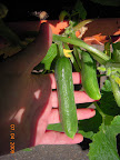 10 week tendergreen cukes - may eat one tonight.