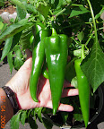 24 week carmen pepper. The plant is laden with these, maybe 25, and still flowering.