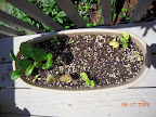 Really need to replant this greens pot. The radish harvest was so-so, toy choi and lettuce got too bugged.