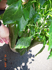 23 week carmen pepper : 2 more starting to turn red.