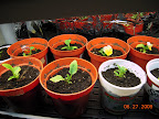 Pansy preservation project, 4 days after transferring clones to pots.