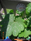 8 week magda squash is very hard to photograph. ;) Cucumber beetles not much bothering it. Ants, however...