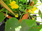 9 week Japanese cuke fruit (left) and tendergreen (right).