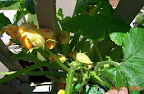 8 week magda squash, now has open male and female flowers. Think some fruit set, hard to tell because the fruits are so big before flower opens. Ants feast on the flowers. :(