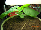 3 week cucumber pearl, very healthy, though gnats have moved in. Sprayed with seaweed stuff.