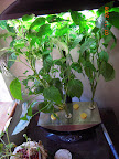 17 week carmen and mariachi peppers, now with aphids. Mariachi looks a little happier - less leaf curl.