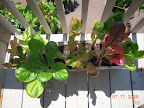 Greens - should pick these more, but washing the bugs is a nuisance.