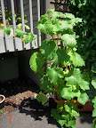 12 week Japanese and tendergreen cukes - bearing well.