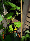 10 week Pearl cuke in back - very small vine behind 2 bigger cukes and the EG tomato, but has 2 fruit set.