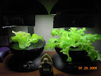 3 week lettuce, Korean red curl & a pineapple sage cutting left, misc. heatwave lettuces to right. Not cropping yet.