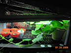 5 week cucumber pearl opened first male flower today. The bugs don't seem to bother it much.