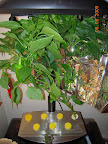 21 week carmen pepper seems deliriously happy. Need to thin its top again.