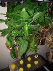 20 week carmen pepper, now with solar blanket. Several fruit and -  gasp! - one is ripening. Small.