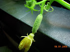 6 week cucumber pearl - fruit probably already set on this flower. Lots of female flowers...