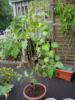 26 week eggplant is pretty ill and leaf-bare, but still bearing (3 almost ready to pick).