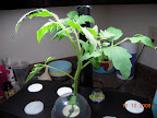 3.5 week jet star tomato, 5th branch pruned. Still in Pro200 for now.