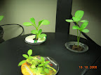 2 week convolvulus, zinnia back, 3 week mimulus front, just transferred from Pro100.