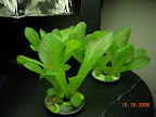 2 week silvia romaine