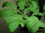 4.5 week jet star - not the happiest looking leaves