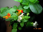 6 week mimulus in bloom. 5 week zinnia working on buds, convolvulus nada yet.
