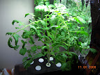 6.6 week jet star tomato, cut all the buds off. AG already at full height.