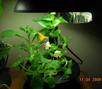 7/6 week flowers. Removed one convolvulus, one zinnia (after it bloomed white).