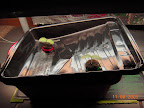 1 week dishtub cukes.