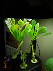 7 week silvia romaine - need to replant.